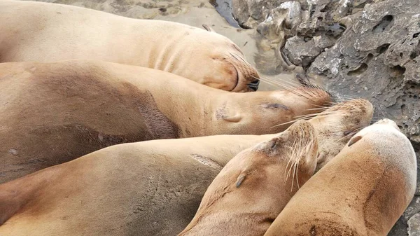 拉乔拉岩石上的海狮野生耳朵海豹栖息在太平洋附近的石头上 有趣的懒惰野生动物睡觉 美国加利福尼亚州圣地亚哥自然栖息地的海洋哺乳动物保护区 — 图库照片