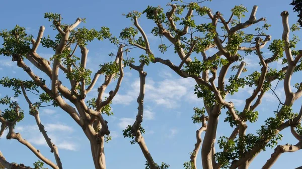 Duże Dziwne Drzewa Koralowe Parku Embarcadero Marina Pobliżu Uss Midway — Zdjęcie stockowe