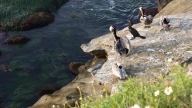 Boğaz kesesi olan kahverengi pelikanlar ve balıkçılıktan sonra çift tepeli karabataklar La Jolla Koyu 'nda kayalar. Büyük gagalı deniz kuşu Pasifik Okyanusu üzerinde doğal yaşam alanı, San Diego, Kaliforniya ABD