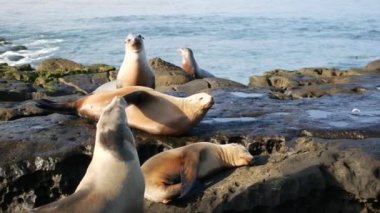 La Jolla 'da kayadaki deniz aslanları. Vahşi kulaklı foklar Pasifik Okyanusu 'nun yakınında taşların üzerinde dinleniyorlar. Uyuyan komik tembel vahşi hayvan. Doğal habitatta korunan deniz memelisi, San Diego, California, ABD
