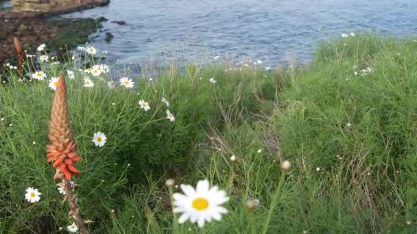 Enkla vita oxögon prästkragar i grönt gräs över Stilla havet stänk vågor. Vildblommor på den branta klippan. Anbud margueriter i blom nära vattnet kanten i La Jolla Cove San Diego, Kalifornien USA — Stockvideo