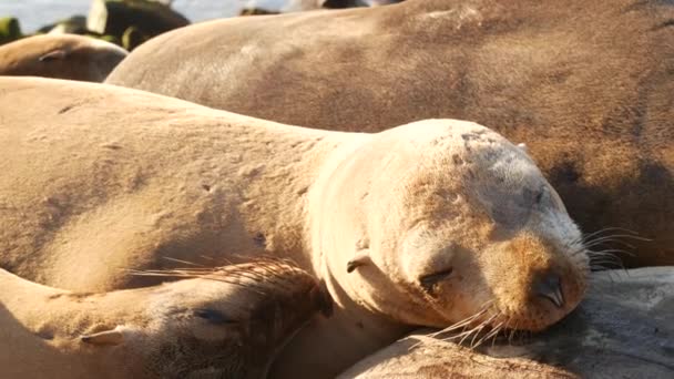 La Jolla 'da kayadaki deniz aslanları. Vahşi kulaklı foklar Pasifik Okyanusu 'nun yakınında taşların üzerinde dinleniyorlar. Uyuyan komik tembel vahşi hayvan. Doğal habitatta korunan deniz memelisi, San Diego, California, ABD — Stok video
