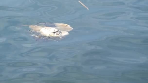 Vogelleiche im Meerwasser. Tote Seevögel als Symbol für Umweltverschmutzung und weltweite toxische Umweltverschmutzung. Opfer der Ökosystemkrise auf unserem Planeten, des Klimawandels und der Umweltkatastrophe — Stockvideo