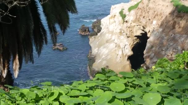 Z jaskini nad morzem w zatoce La Jolla. Bujna grota z liści i piaskowca. Skała w pacyficznej lagunie oceanicznej, fale w pobliżu stromego klifu. Popularne zabytki turystyczne, łuk naturalny w San Diego, Kalifornia, USA — Wideo stockowe