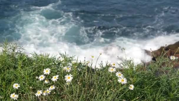 Simple white oxeye daisies in green grass over pacific ocean splashing waves. Wildflowers on the steep cliff. Tender marguerites in bloom near waters edge in La Jolla Cove San Diego, California USA — Stock Video