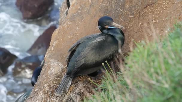 Cormorán de doble cresta después de pescar en roca. Pájaro marino con pico enganchado y ojo azul anidando en acantilado escarpado cerca del océano Pacífico. Aves acuáticas en hábitat natural, La Jolla Cove, San Diego, California EE.UU. — Vídeo de stock