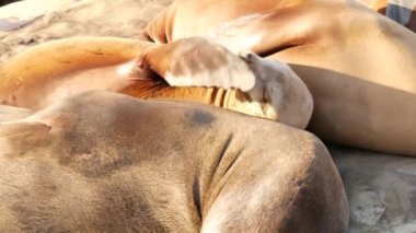 La Jolla 'da kayadaki deniz aslanları. Vahşi kulaklı foklar Pasifik Okyanusu 'nun yakınında taşların üzerinde dinleniyorlar. Uyuyan komik tembel vahşi hayvan. Doğal habitatta korunan deniz memelisi, San Diego, California, ABD