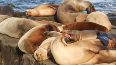 La Jolla 'da kayadaki deniz aslanları. Kayaların üzerinde Pasifik Okyanusu 'nun yakınında gezinen eğlenceli vahşi foklar. Uykucu vahşi hayvanlar. Doğal habitatta korunan deniz memelileri, San Diego, California, ABD