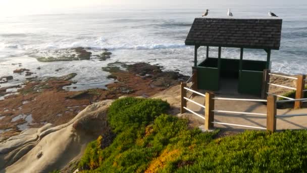 Havsmåsfåglar på alkovtak. Fiskmåsar på träbod, stilla havsstänk. Gazebo hydda och is växt saftig grönska på branta klippan. Vista punkt i La Jolla, San Diego, Kalifornien USA — Stockvideo