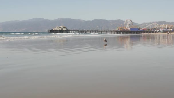 Океанские волны и песчаный пляж Калифорнии, классическое колесо обозрения в парке развлечений на пирсе в Санта-Монике, тихоокеанский курорт. Летний культовый вид, символ Лос-Анджелеса, штат Калифорния, США. Концепция путешествия — стоковое видео
