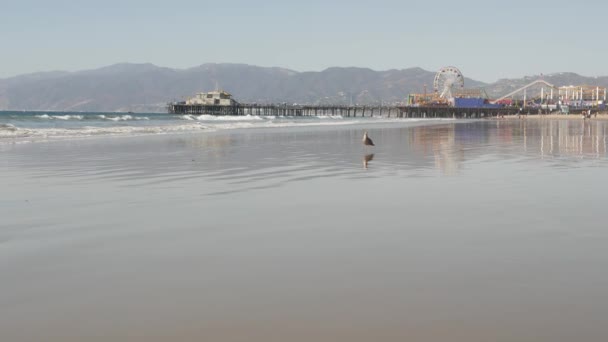 海の波と砂浜カリフォルニアビーチ、サンタモニカ太平洋リゾートの桟橋の遊園地で古典的な観覧車。夏の象徴的な景色、ロサンゼルスのシンボル、 CA USA 。旅行のコンセプト — ストック動画