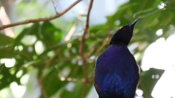 熱帯雨林に群生するラップ。緑豊かな葉のエキゾチックなアフリカの野生の鳥。カラフルな虹色の海軍の頑丈な種の青い羽状複葉。鮮やかな羽だ。ジャングルパラダイスフォレスト内の木のキャノピー — ストック動画