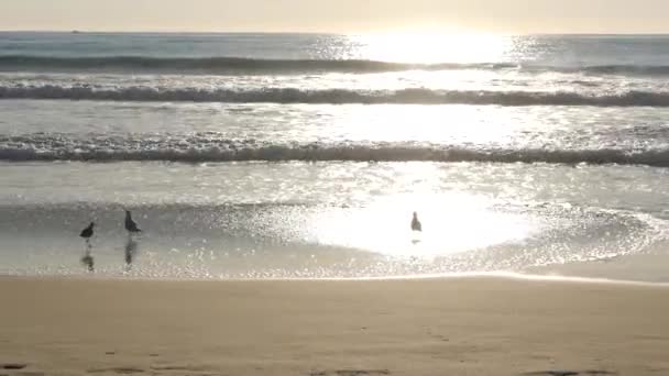 California summer time beach aesthetic, sea gull and Pacific ocean water waves. Fond naturel paisible onirique. Paysage marin atmosphérique et oiseaux marins. États-Unis côte d'été, objectif sélectif — Video