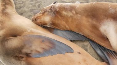 Sevimli yavru köpek, tatlı deniz aslanı yavrusu ve anne. Komik tembel foklar, okyanus kıyısı yaban hayatı, La Jolla, San Diego, California, ABD. Pasifik sahilinde garip, uykulu bir deniz hayvanı. Aile sevgisi ve bakımı