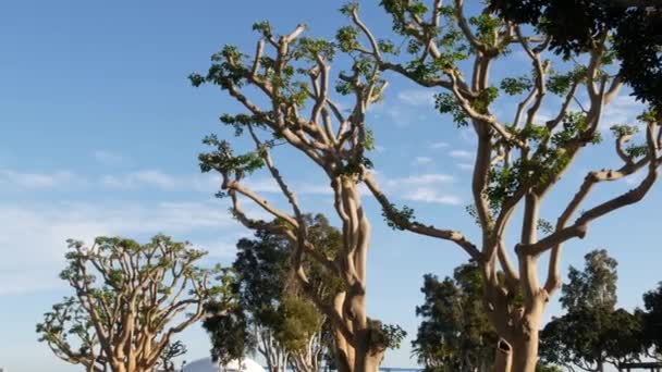 Grandes árboles de coral extraños en el parque Embarcadero Marina cerca del USS Midway and Convention Center, Seaport Village, San Diego, California, EE.UU. Gran árbol extraño inusual cerca de la estatua de rendición incondicional — Vídeos de Stock