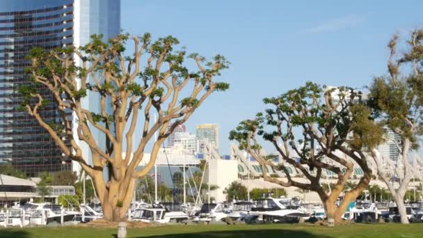 Embarcadero marina park, grote koraal bomen in de buurt van USS Midway and Convention Center, Seaport Village, San Diego, Californië, Verenigde Staten. Luxe jachten en hotels, metropool stedelijke skyline en hoogbouw wolkenkrabbers — Stockvideo