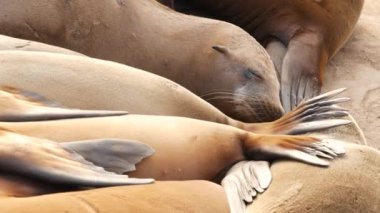 La Jolla 'da kayadaki deniz aslanları. Vahşi kulaklı foklar Pasifik Okyanusu 'nun yakınında taşların üzerinde dinleniyorlar. Uyuyan komik tembel vahşi hayvan. Doğal habitatta korunan deniz memelisi, San Diego, California, ABD