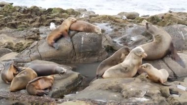 La Jolla 'da kayadaki deniz aslanları. Kayaların üzerinde Pasifik Okyanusu 'nun yakınında gezinen eğlenceli vahşi foklar. Uykucu vahşi hayvanlar. Doğal habitatta korunan deniz memelileri, San Diego, California, ABD