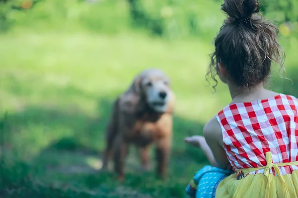 公園で犬と遊んでいる子供たち — ストック写真
