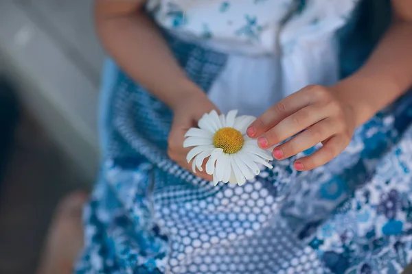 Niedliches Kleines Mädchen Das Auf Kamillenblüte Rät — Stockfoto