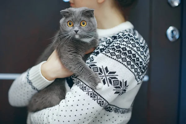 猫彼女の腕 自宅の快適さの概念を持つ若い女性 — ストック写真
