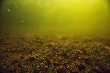 Sualtı tatlı su yeşil peyzaj / sualtı manzara göl ekosistemi, yosun, yeşil su, temiz su