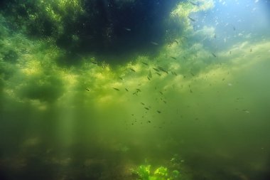 Göl ekosistemi ve güneş ışınları sualtı