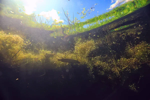 Подводный Пресноводный Зеленый Ландшафт Подводный Ландшафт Экосистемы Озера Водоросли Зеленая — стоковое фото