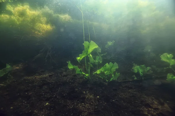 Tampilan Bawah Air Dari Dasar Danau Dengan Ganggang — Stok Foto