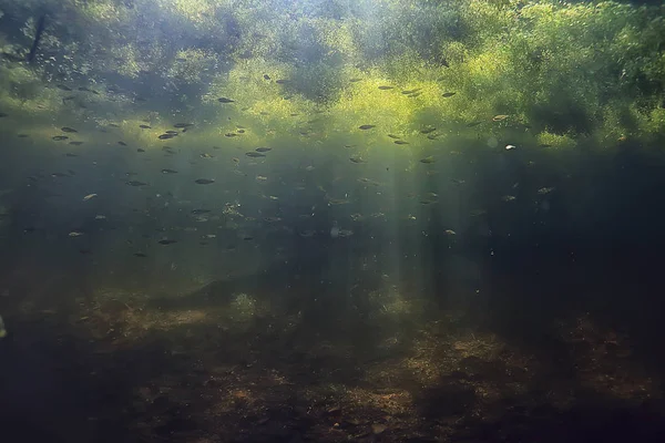 Bajo Agua Del Ecosistema Del Lago Rayos Sol — Foto de Stock