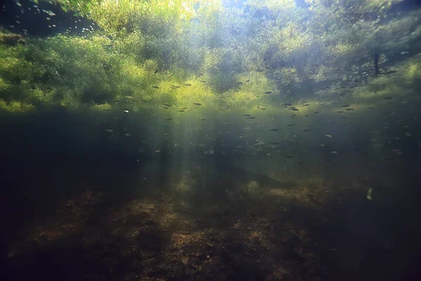 Подводная Экосистема Озера Лучи Солнца — стоковое фото