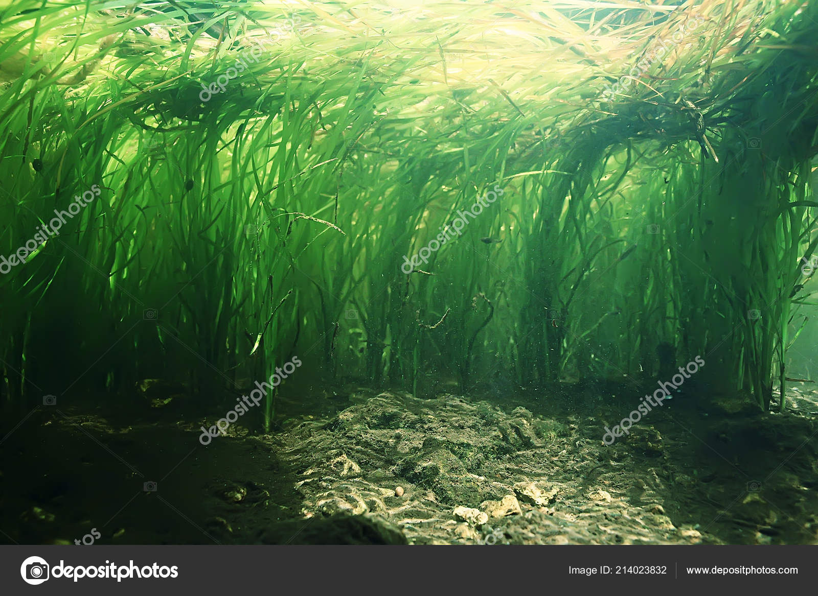 Underwater Lake Ecosystem Algae Grass Stock Photo by ©xload 214023832