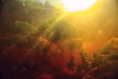 sualtı fotoğraf tatlı su birikintisi / sualtı güneş ışınları ve sualtı ekosistem, yosun ve Nilüferler, yatay