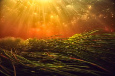 sualtı fotoğraf tatlı su birikintisi / sualtı güneş ışınları ve sualtı ekosistem, yosun ve Nilüferler, yatay