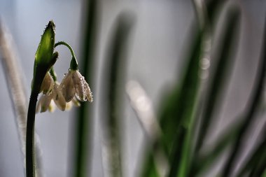 kardelen çiçek, güzel bahar arka plan 