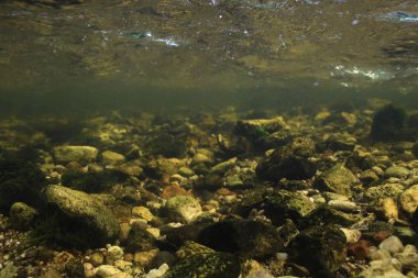 Sualtı yeşil peyzaj, göl ekosistemi, yosun, yeşil su, temiz su