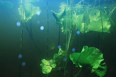 Underwater of lake ecosystem with algae and grass  clipart