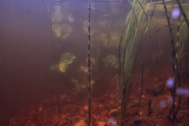 Sualtı tatlı su yeşil peyzaj / sualtı manzara göl ekosistemi, yosun, yeşil su, temiz su