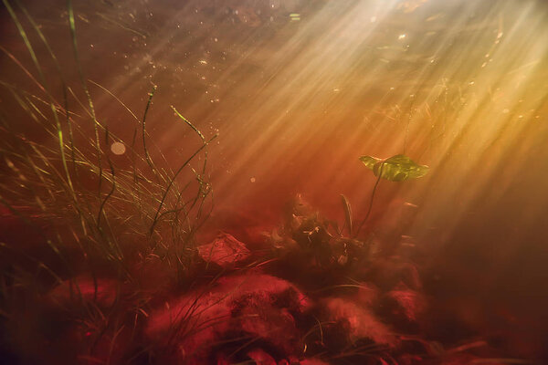 Underwater photo of freshwater pond / underwater landscape with sun rays and underwater ecosystem, algae and water lilies