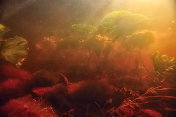 Underwater photo of freshwater pond / underwater landscape with sun rays and underwater ecosystem, algae and water lilies