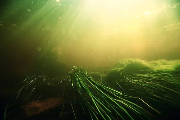 Unterwasser Des See Ökosystems Mit Algen Und Gras — Stockfoto