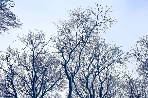 Fondo Ramas Árboles Invierno Siluetas Ramas Vacías Sin Hojas Sobre — Foto de Stock