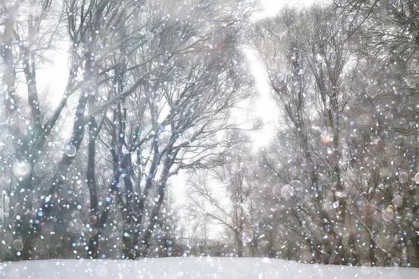 Äste Mit Schnee Bedeckt Hintergrund Winterbäume Und Sträucher Ohne Blätter — Stockfoto