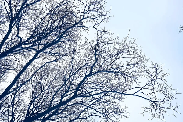 Gałęzie Pokryte Śniegiem Tło Zima Drzew Krzewów Bez Liści Opadów — Zdjęcie stockowe