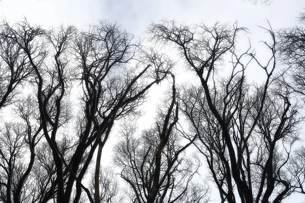 겨울의 흰색에 가지의 실루엣 자연입니다 — 스톡 사진