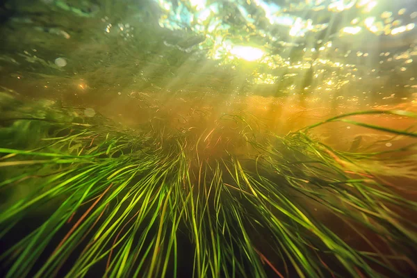 Underwater Lake Ecosystem Algae Grass — Stock Photo, Image