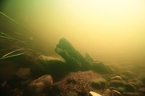 Bajo Agua Agua Dulce Paisaje Verde Paisaje Submarino Del Ecosistema — Foto de Stock