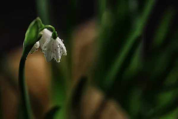 Snowdrop Flower Beautiful Spring Background — Stock Photo, Image