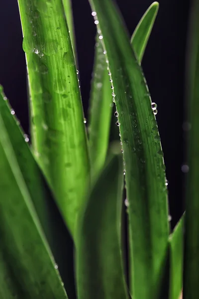 Fondo Verde Hierba Fondo Fresco Verano Las Hojas Naturaleza — Foto de Stock