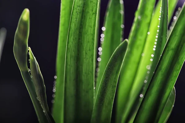 Fondo Verde Hierba Fondo Fresco Verano Las Hojas Naturaleza — Foto de Stock